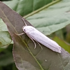 Philobota productella (Pasture Tunnel Moth) at Undefined, ACT - 27 Nov 2018 by Mike