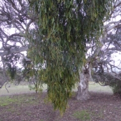 Amyema miquelii (Box Mistletoe) at Jerrabomberra, ACT - 27 Nov 2018 by Mike