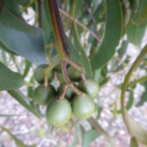 Amyema miquelii at Jerrabomberra, ACT - 27 Nov 2018 03:00 PM