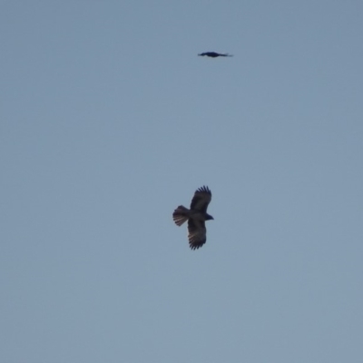 Hieraaetus morphnoides (Little Eagle) at Red Hill, ACT - 23 Nov 2018 by roymcd