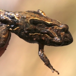 Crinia signifera at Majura, ACT - 26 Nov 2018