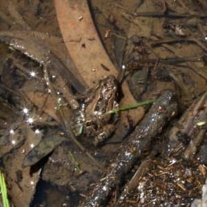 Crinia signifera at Majura, ACT - 26 Nov 2018