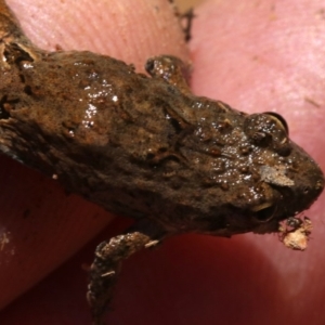 Crinia signifera at Majura, ACT - 26 Nov 2018