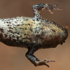 Crinia signifera at Majura, ACT - 26 Nov 2018