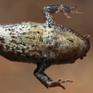 Crinia signifera at Majura, ACT - 26 Nov 2018 12:31 PM