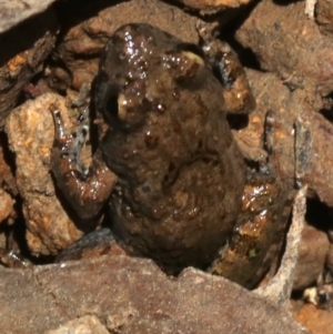 Crinia signifera at Majura, ACT - 26 Nov 2018