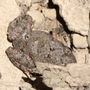 Crinia parinsignifera at Majura, ACT - 26 Nov 2018