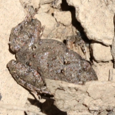 Crinia parinsignifera (Plains Froglet) at Majura, ACT - 26 Nov 2018 by jbromilow50