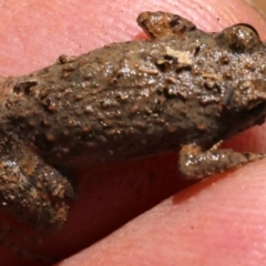 Crinia parinsignifera at Majura, ACT - 26 Nov 2018 12:33 PM