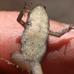 Crinia parinsignifera at Majura, ACT - 26 Nov 2018 12:33 PM