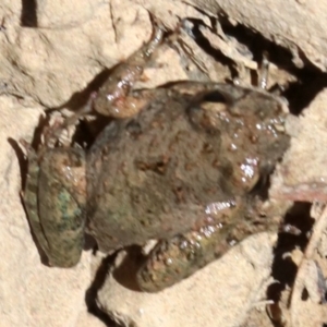 Crinia parinsignifera at Majura, ACT - 26 Nov 2018