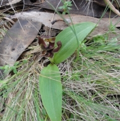 Chiloglottis valida (Large Bird Orchid) at Namadgi National Park - 2 Jan 2010 by gregbaines