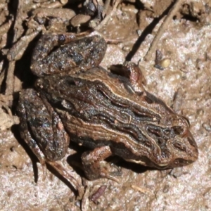 Crinia signifera at Majura, ACT - 26 Nov 2018