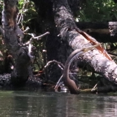 Anhinga novaehollandiae (Australasian Darter) at Campbell, ACT - 25 Nov 2018 by jb2602