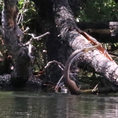 Anhinga novaehollandiae (Australasian Darter) at Campbell, ACT - 25 Nov 2018 by jb2602