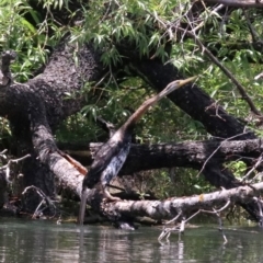 Anhinga novaehollandiae at Campbell, ACT - 25 Nov 2018