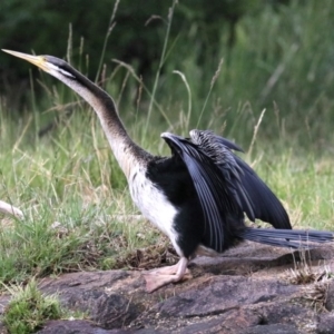 Anhinga novaehollandiae at Barton, ACT - 26 Nov 2018