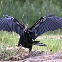 Anhinga novaehollandiae at Barton, ACT - 26 Nov 2018