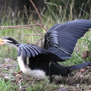 Anhinga novaehollandiae at Barton, ACT - 26 Nov 2018