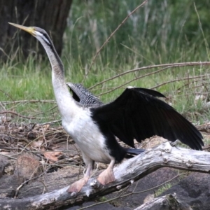 Anhinga novaehollandiae at Barton, ACT - 26 Nov 2018