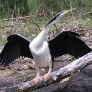 Anhinga novaehollandiae at Barton, ACT - 26 Nov 2018