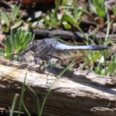 Orthetrum caledonicum (Blue Skimmer) at Majura, ACT - 26 Nov 2018 by jb2602