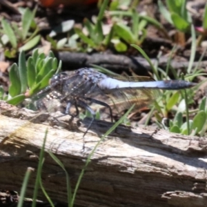 Orthetrum caledonicum at Majura, ACT - 26 Nov 2018 11:30 AM