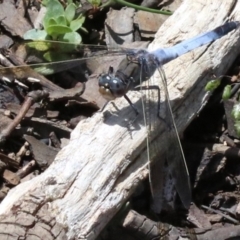 Orthetrum caledonicum at Majura, ACT - 26 Nov 2018 11:30 AM