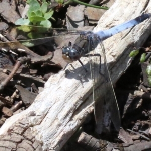 Orthetrum caledonicum at Majura, ACT - 26 Nov 2018