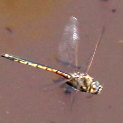 Hemicordulia tau (Tau Emerald) at Majura, ACT - 26 Nov 2018 by jbromilow50