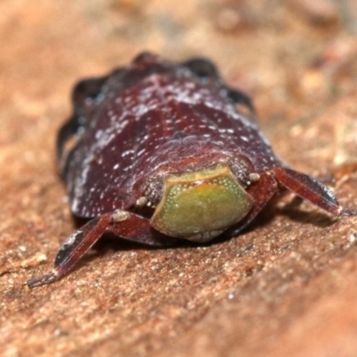Platybrachys decemmacula (Green-faced gum hopper) at Majura, ACT - 24 Nov 2018 by jb2602