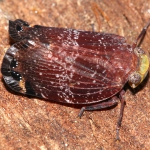 Platybrachys decemmacula at Majura, ACT - 24 Nov 2018 04:49 PM