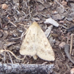 Helicoverpa (genus) (A bollworm) at Jerrabomberra, ACT - 27 Nov 2018 by Christine