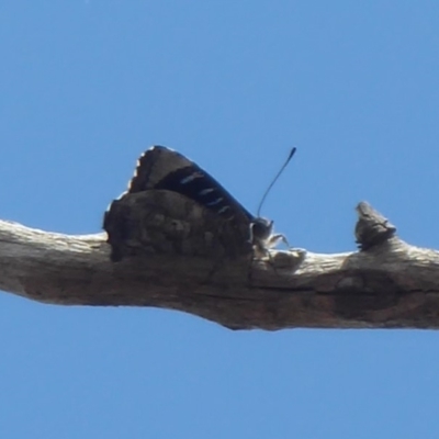 Ogyris olane (Broad-margined Azure) at Jerrabomberra, ACT - 27 Nov 2018 by Christine