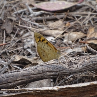 Heteronympha merope (Common Brown Butterfly) at Symonston, ACT - 27 Nov 2018 by Mike