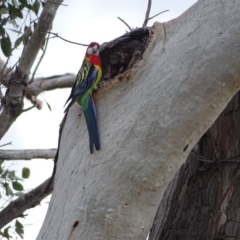 Platycercus eximius (Eastern Rosella) at Symonston, ACT - 27 Nov 2018 by Mike