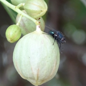 Tachinidae (family) at Symonston, ACT - 27 Nov 2018