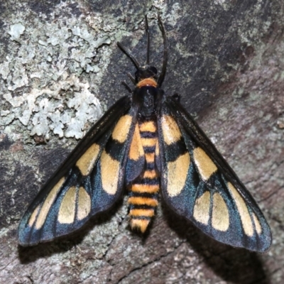 Amata (genus) (Handmaiden Moth) at Majura, ACT - 24 Nov 2018 by jb2602