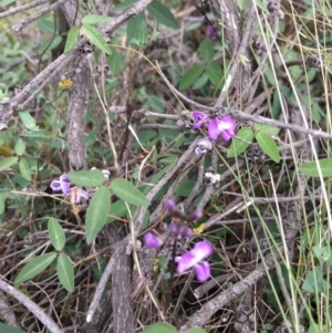 Glycine clandestina at Lower Boro, NSW - 27 Nov 2018