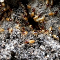 Nasutitermes sp. (genus) (Snouted termite, Gluegun termite) at Wandiyali-Environa Conservation Area - 26 Nov 2018 by Wandiyali