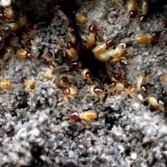 Nasutitermes sp. (genus) (Snouted termite, Gluegun termite) at Jerrabomberra, NSW - 27 Nov 2018 by Wandiyali