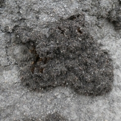 Nasutitermes sp. (genus) at Jerrabomberra, NSW - suppressed