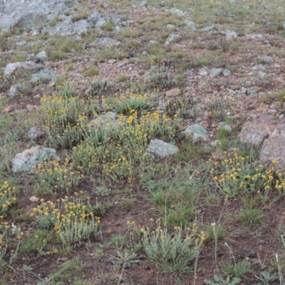 Chrysocephalum apiculatum (Common Everlasting) at Mitchell, ACT - 22 Nov 2018 by michaelb