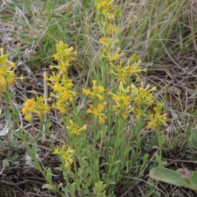 Pimelea curviflora (Curved Rice-flower) at Crace Grasslands - 22 Nov 2018 by MichaelBedingfield