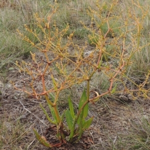 Rumex dumosus at Mitchell, ACT - 22 Nov 2018