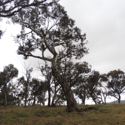 Eucalyptus blakelyi (Blakely's Red Gum) at Crace Grasslands - 22 Nov 2018 by MichaelBedingfield