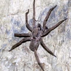 Mituliodon tarantulinus (Prowling Spider) at Rosedale, NSW - 2 Oct 2018 by jbromilow50