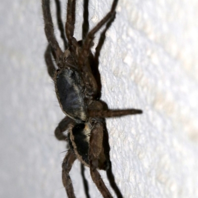 Venatrix speciosa (Wolf spider) at Ainslie, ACT - 31 Oct 2018 by jb2602