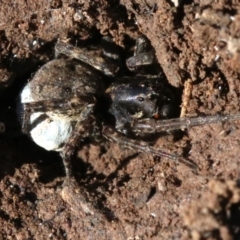 Lycosidae (family) (Wolf spider) at Hackett, ACT - 21 Nov 2018 by jb2602