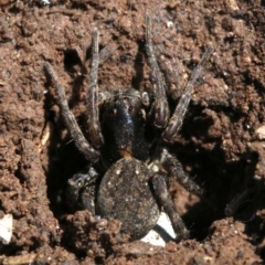 Lycosidae (family) at Hackett, ACT - 21 Nov 2018 03:58 PM